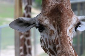 part of giraffe head close up