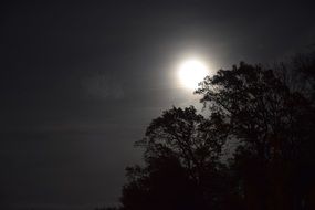 night moon in tree branches moonlight sky