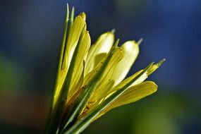 macro photo of a closed yellow bud