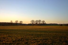 field with yellow grass at dusk