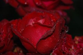 red rose with water drops