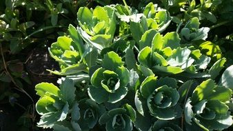 green plant growing in Сhina