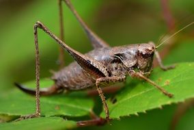 big brown grasshopper on a green leaf