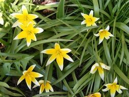 small yellow flowers on a green bush of a plant