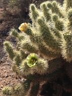 cactus with flowers in the desert