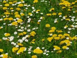 Summer meadow with daisies and Dandelions