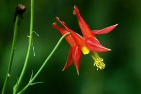 sitka columbine in the forest