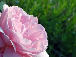 single pink fluffy rosebud