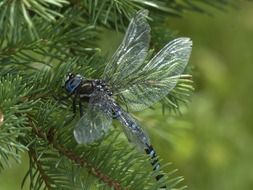 blue dragonfly with transparent wings
