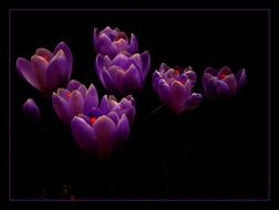 crocus against a dark background in a black frame