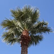 coconut palm in Arizona