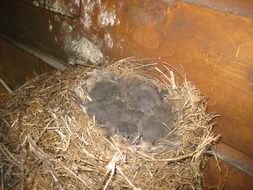 nest with chicks