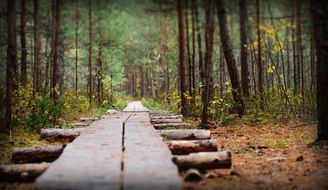 road surface on logs in the forest