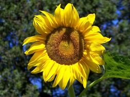 Beautiful blooming yellow sunflower with green leaves near the trees