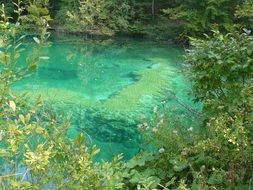 turquoise water beneath green trees in park, croatia