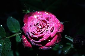 raindrops and burgundy rose
