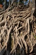 Ficus roots