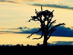 silhouette of a bare tree at sunset