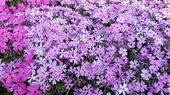 violet white flowers in spring garden