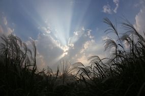 silver grass at sunset