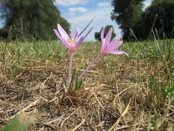 meadow saffron in the grass