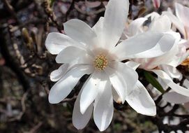 white flowers of magnolia