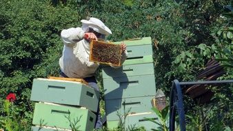 beekeeper working in garden