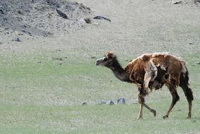 wild camel mountain