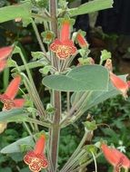 blooming velvet flowers in the garden