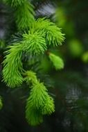 Green beautiful pine trees in the forest