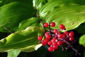 splendiferous berries