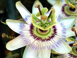 splendiferous passion flower