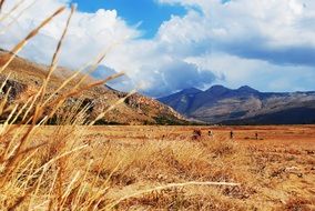 yellow meadow in front of mountains, italy, sicily