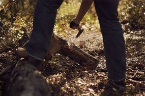 lumberjack in the forest