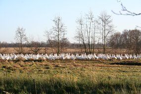 white geese in a green meadow