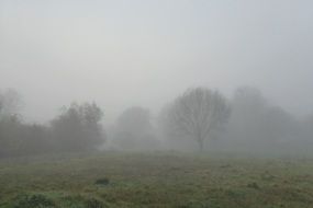 fog in a forest in nature