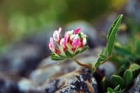 Macro picture of the flower