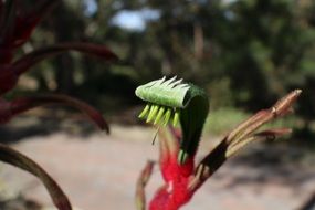 kangaroo paw plant in Australia