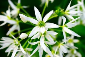 white unusual blooms