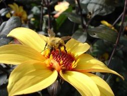 bumblebee on yellow dahlia flower