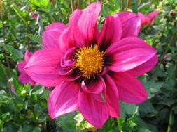 beautiful pink dahlia in full bloom