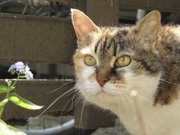 domestic cat in the yard
