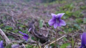 purple small spring flowers