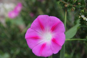 blossom bloom nature violet