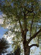 splendiferous birch tree