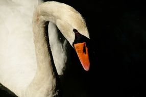 swan bird n