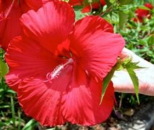red hibiscus on a stalk on a sunny day close-up