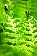 green bracken in nature