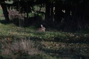 wild hare in grass in the shade of trees