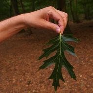 green leaf hand